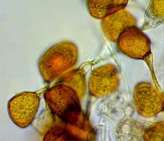 The Bluebell Rust are single-celled, typical of rusts in the Uromyces family