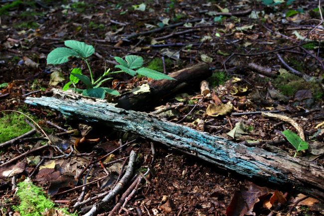 The blue-green tinge running through the wood caused by the mycelium of one of the Cholociboria fungi