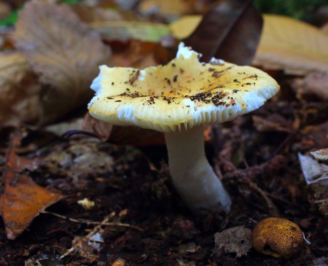 The broken brittle gills of an Ochre brittlegill