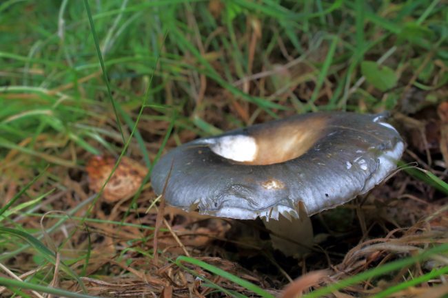 The broken gills and peeling cuticle of a suspected Oilslick Brittlegill (Russula ionochlora)