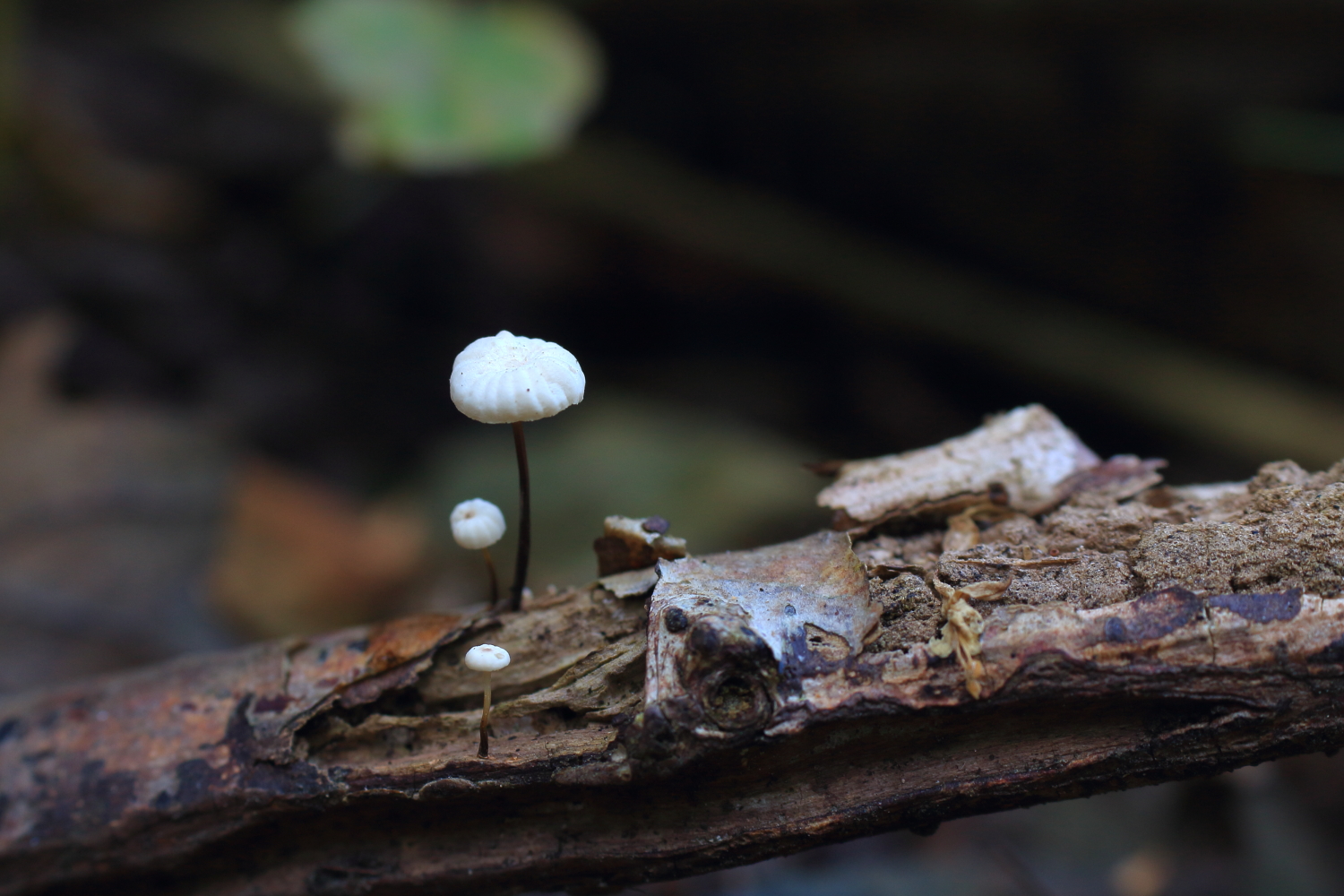 The extent of the mycelium growth of the Collared Parachute (Marasmius rotula) is presumably limited by the size of its substrate