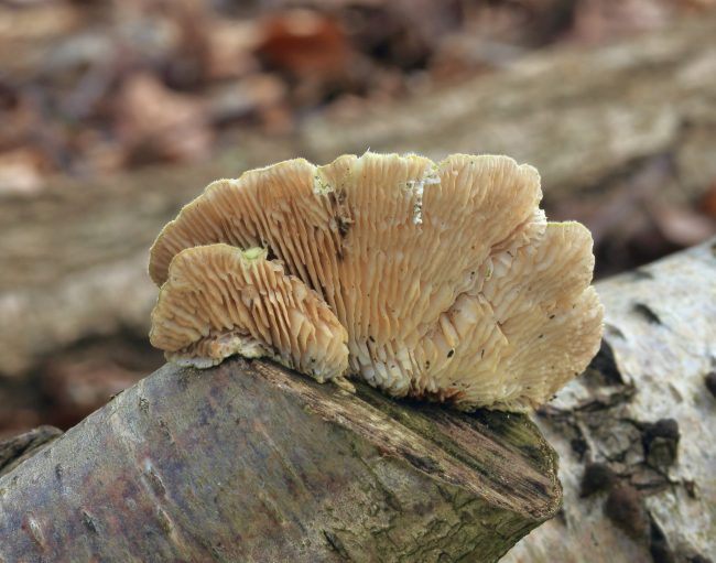 The gill-like grooves of the Birch Mazegill