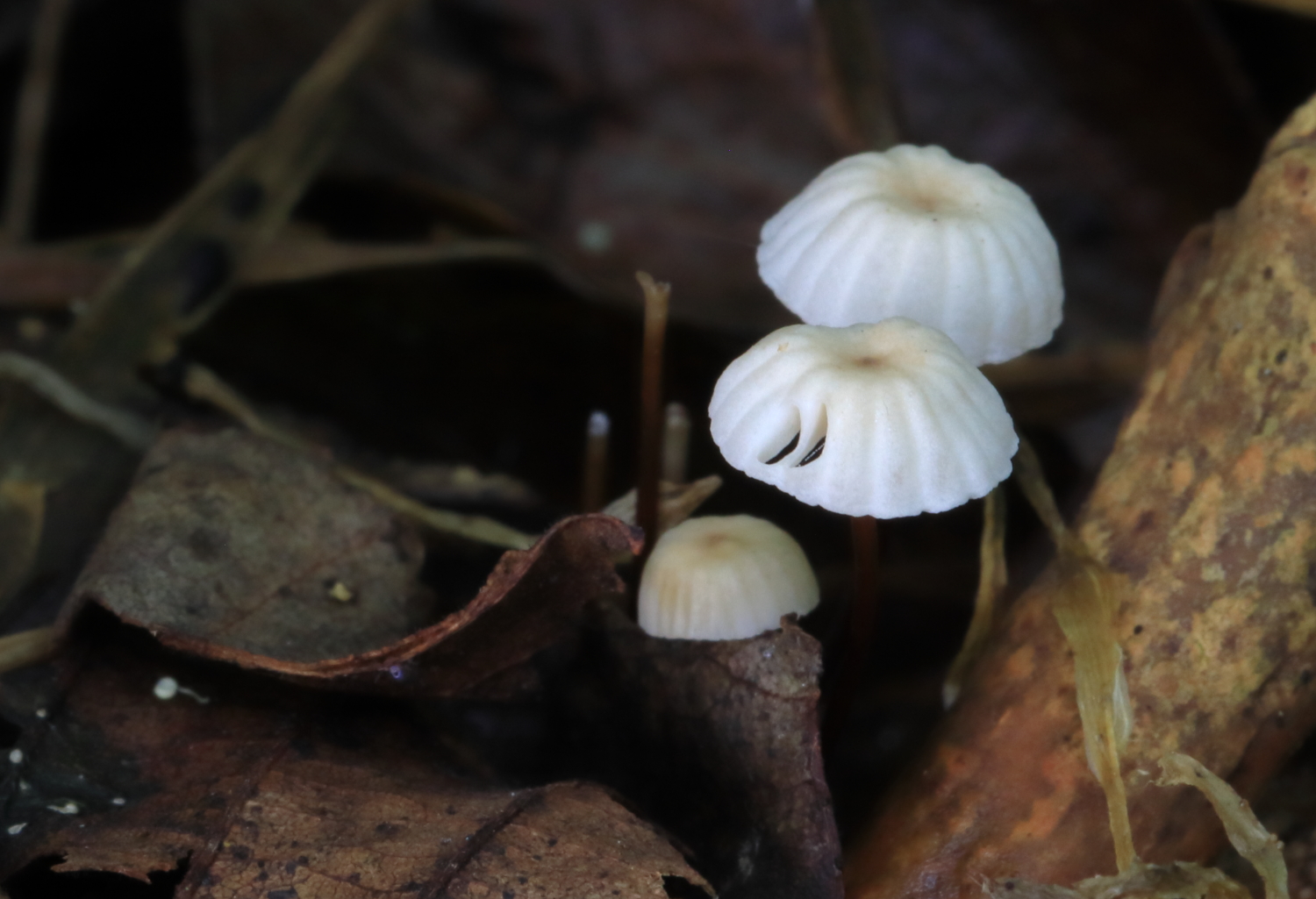 The ivory white pleated cap of the Common Parachute with its umbilicate depression in the centre