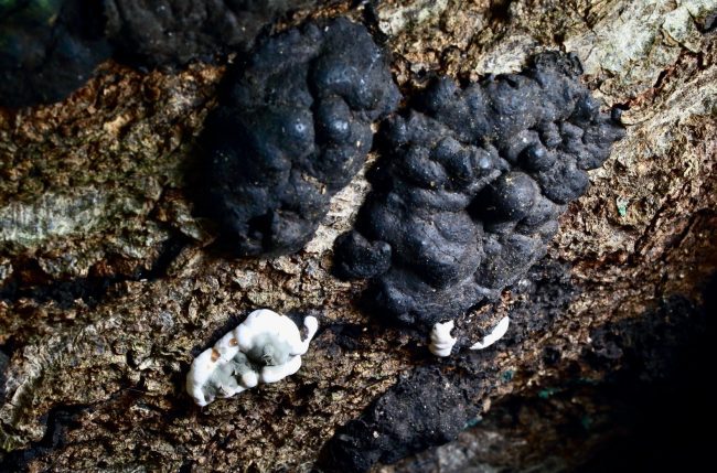 "The notorious beech tree killer Brittle Cinder (Kretzschmaria deusta) showing early immature stage in lower left corner before it develops into the thick black and very brittle stromata next to it.