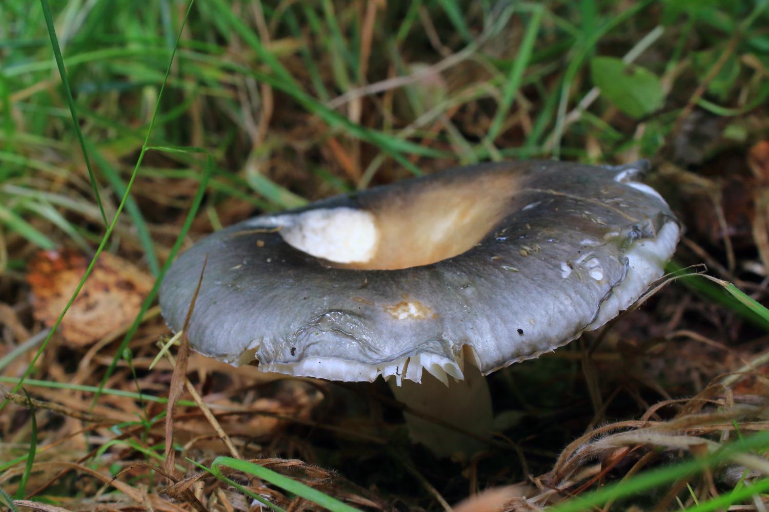 The peeling grey-green pileipellis covering the trama of this Powdery Brittlegill (Russula parazurea) offers protection from the elements and certain predators.