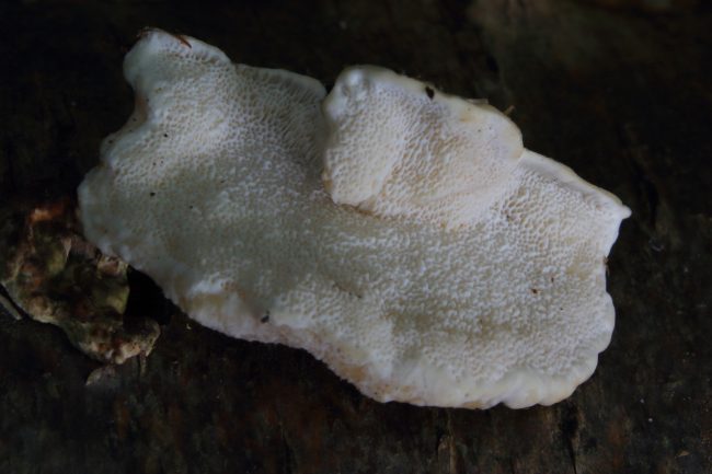 The poroid underside of a Turkey Tail