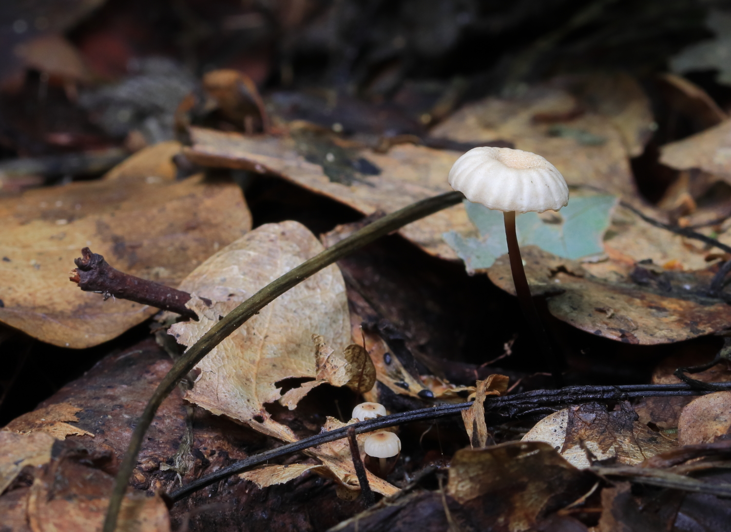 The small but robust Collared Parachute is a common site in British woodlands over the Summer months