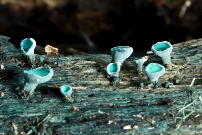 The smaller size, lighter colour and more central stalk indicates this is probably a Turquise Elfcup