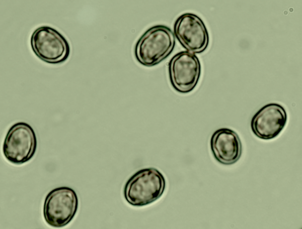 The spores are smooth and without ornamentation