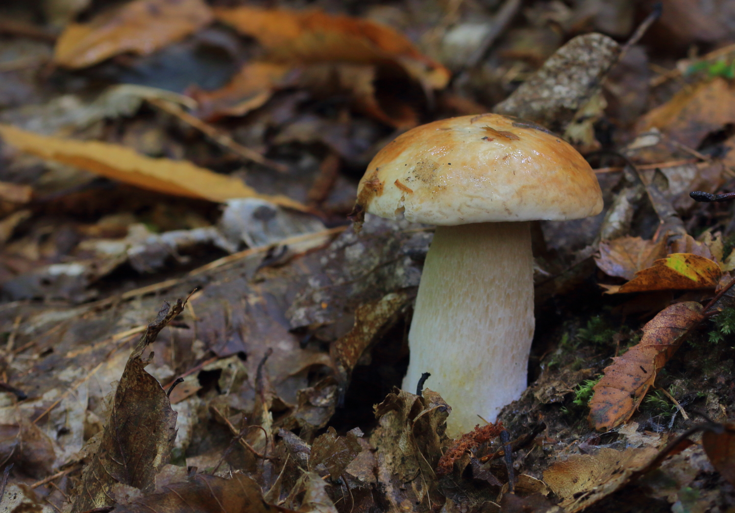 The thick meaty stem and cap of ectomycorrhizal boletes like the Penny Bun (Boletus edulis) might perform a number of functions