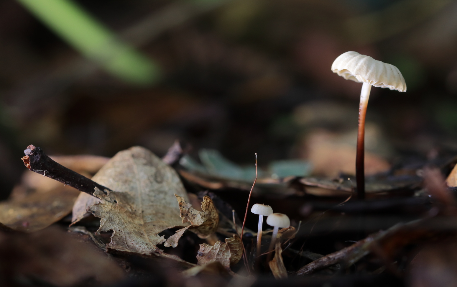 The thin fibrous stem of the Collared Parachute darkens towards its base while the cap has an angular, slightly squarish aspect when viewed from the side