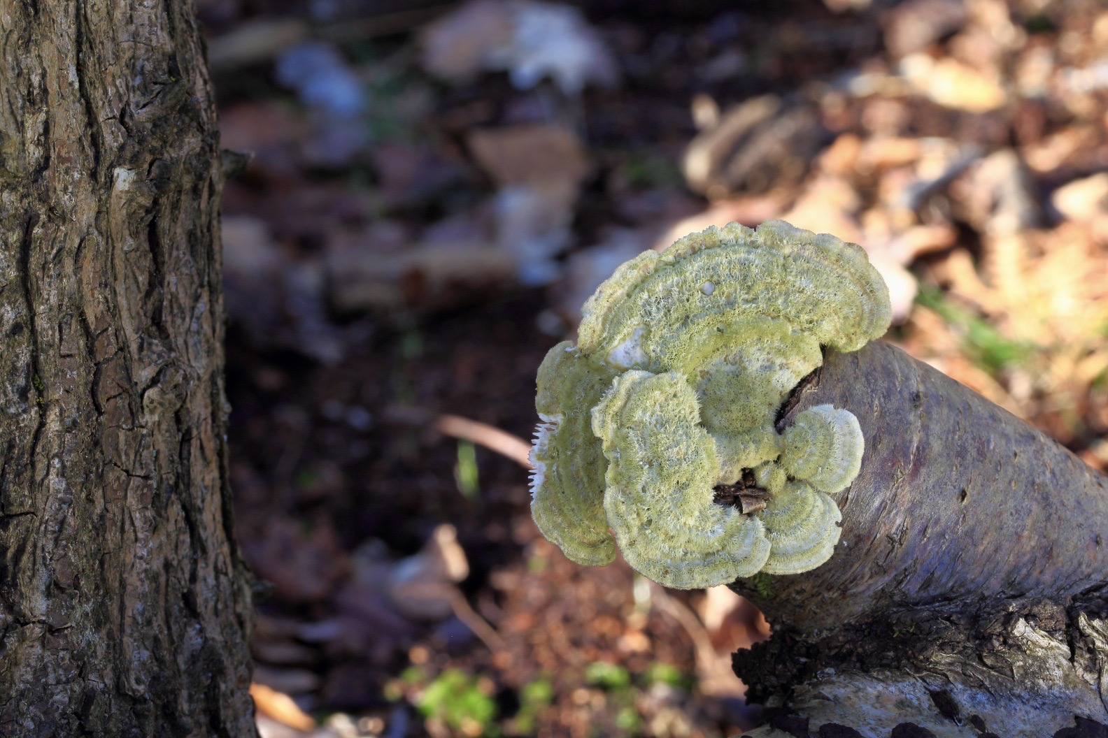 The upper surface of the Birch Mazegill (Trametes betulina) can look very similar to the Lumpy Bracket