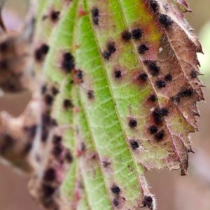 August’s Fungi Focus: Blackberry Leaf Rust Fungus (Phragmidium violaceum)