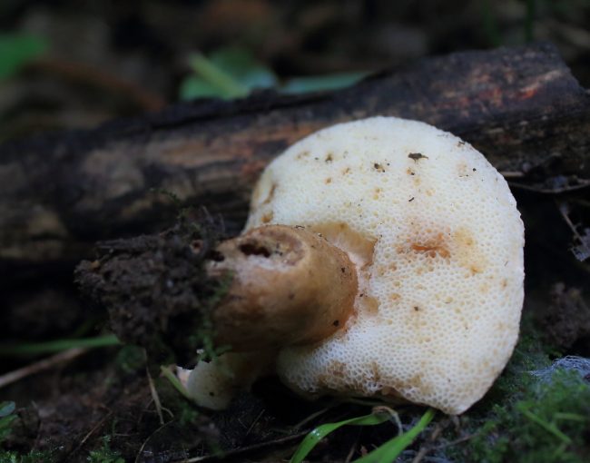 The white pores that turn yellow of the Chestnut Bolete are of the keys to its identification