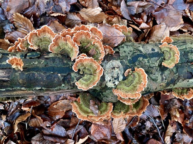 Turkey Tail (Trametes versicolor)