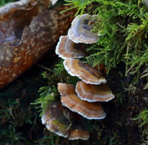 December’s Fungi Focus: Turkey Tails and False Turkey Tails