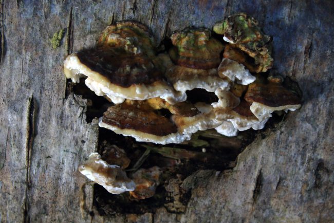 turkey tail fungus