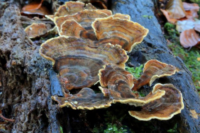 turkey tail fungus