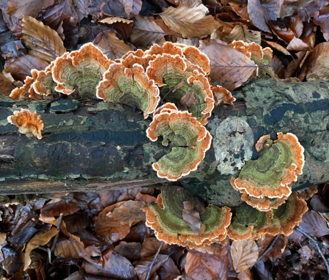 Turkey tail fungus