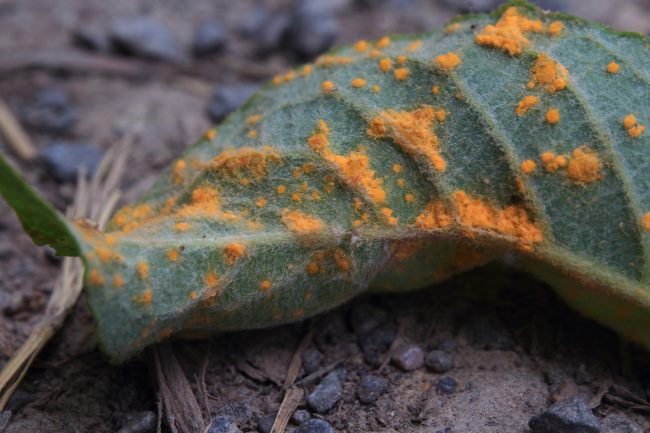 Unknown rust on a Goat Willow leaf