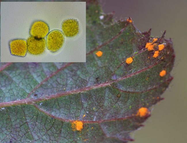 Uredia and urediniospores of the Blackberry Leaf Rust (Phragmidium violaceum)