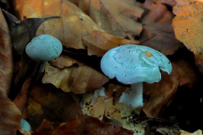 Variable in appearance but consistent in scent, the Aniseed Funnel