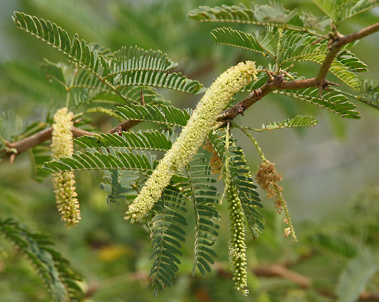 leaves and flowers