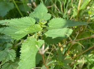 stinging nettle