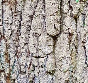 oak bark