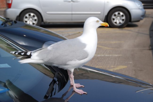 seagull