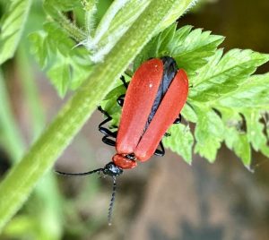 Offer a home to a beetle,  or two?