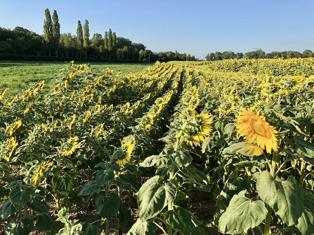 field of sunflowers