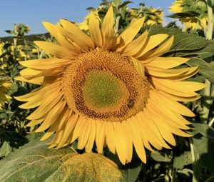 In praise of sunflowers.