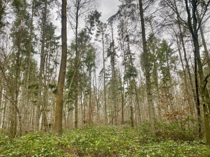 spruce woodland