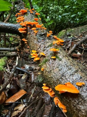 Disney’s Love of the Woods