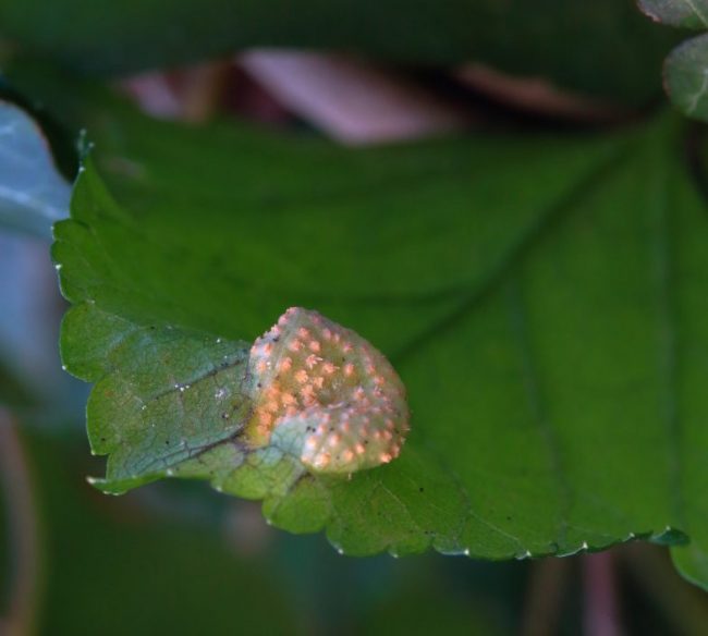 Where there are Alexanders, there are often Alexanders Rusts