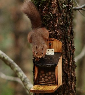 Red Squirrels Find Sanctuary in my Wood