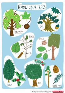 English Tree Identification Chart