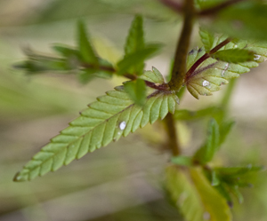 YR stem and leaves