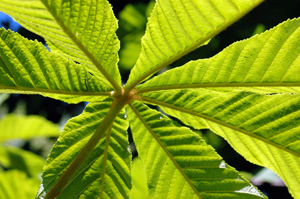 Horse chestnut update