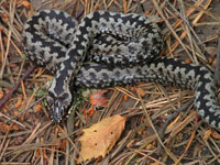 Make the Adder Count – A National Survey