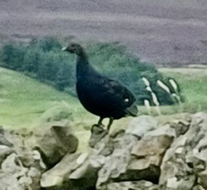 capercaillie