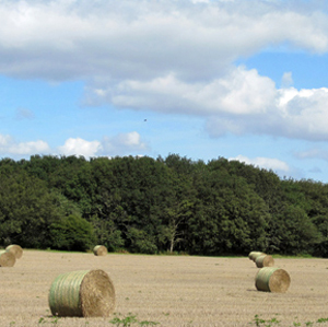 agriculture