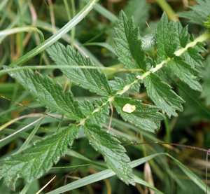 agrimony leaf 2