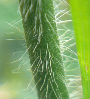 agrimony stem