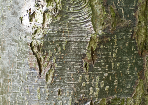 alder bark old