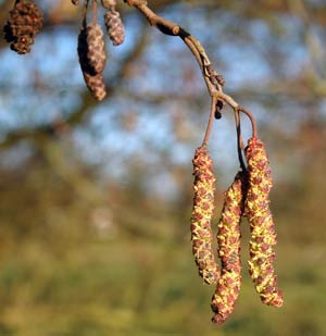alder-catkins