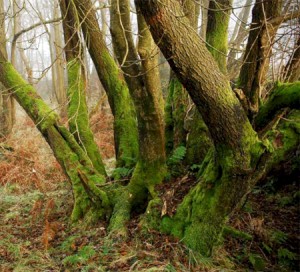 alder coppice stool