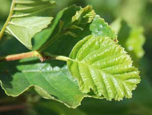 Woodland types : Wet woodlands