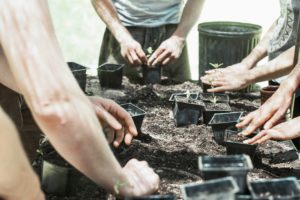 Community tree planting.